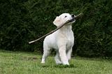 GOLDEN RETRIEVER 954